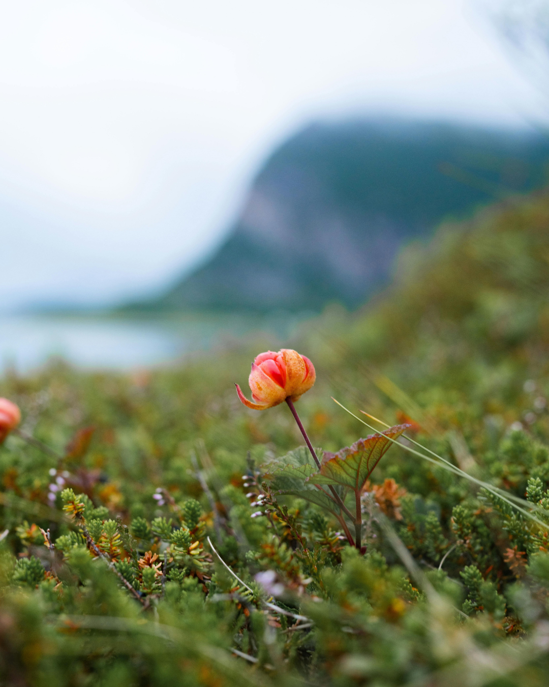 Skinmoods Latvia botanical ingredients — Nordic berries natural skincare small batch